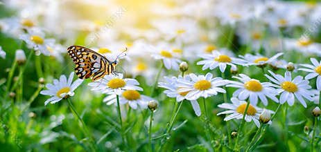 The yellow orange butterfly is on the white pink flowers in the green grass fields