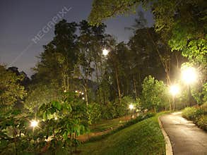 Forested walkway at kent ridge park