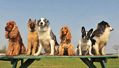 Five little dogs