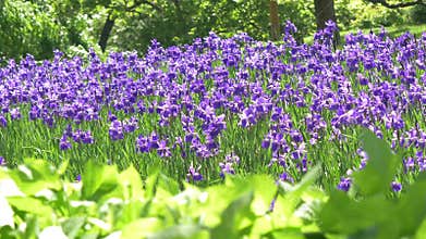 Amazing purple spring flower in the morning time. Beautiful violet field of blooming flowers landscape. Magic fantastic forest wit