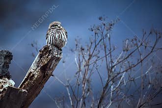 Little owl Athene noctua sittin on the ruins of the house in Bulgaria.