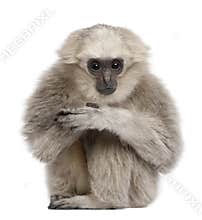 Young Pileated Gibbon, 1 year