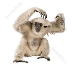Young Pileated Gibbon, 1 year old