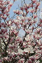 Magnolia tree