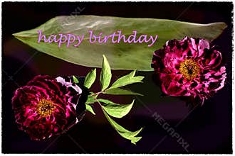 Happy Birthday card with red peonies coming out dark background, violet letters and green leaves