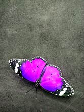 Monarch butterfly, Isolated on grey textured background.