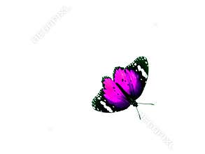Monarch butterfly, Isolated on white background.