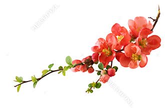 Orange Cherry Blossom