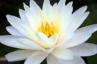 Lotus