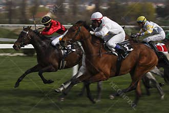 Dynamic horse racing in Grand prix FRBC