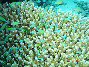 Coral reef underwater