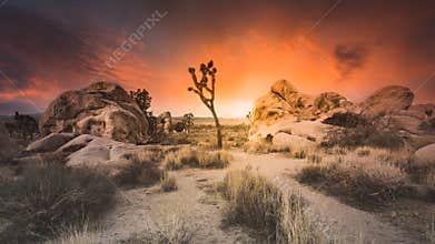 Epic Dry Desert Sunset Over Joshua Tree National Park Boulders and Tall Grass