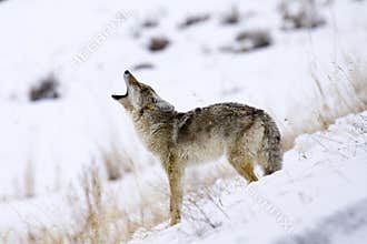 Call of the Coyote