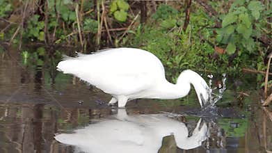 Little egret, Egretta garzetta