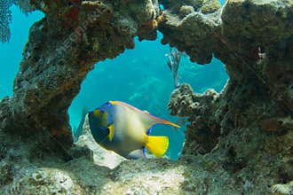 Queen Angelfish through Coral Arch