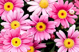 Pink Chrysanthemum Flowers for Background