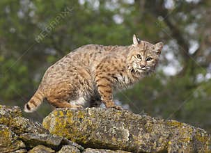 Bobcat