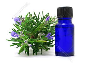 Rosemary Oil