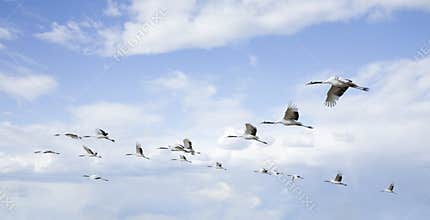 Flying birds