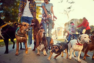 Group of dogs in the park walking with dog walker