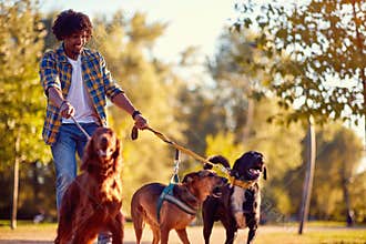Walking dogs - man dog walker enjoying with dogs