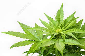 Bush of a hemp