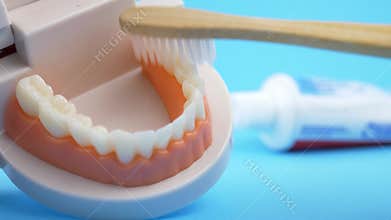 Dentist Teaching How to Brush Teeth