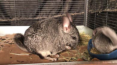 Female pet chinchilla with babies
