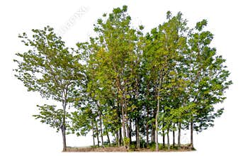 Single tree with clipping path