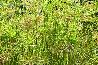 Cyperus alternifolius plants with flowers background, sunlight