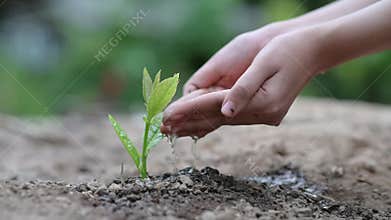 Environment Earth Day In the hands of trees growing seedlings. Bokeh green Background Female hand holding tree on nature field gra