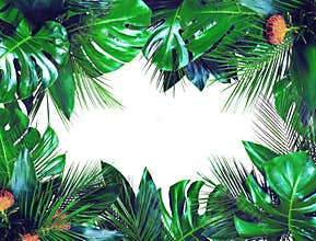 Close up of bouquets of various dark green fresh tropical leaves on white background