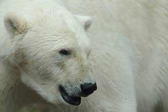 Polar Bear (Ursus maritimus)