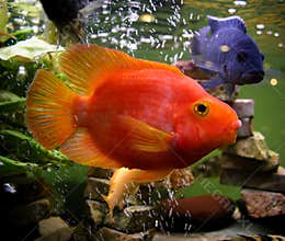 Red parrot fish