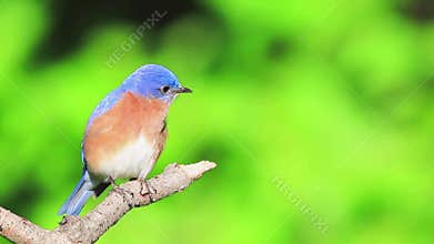 Eastern bluebird male perched on branch, puffs up feathers, looks around and sings