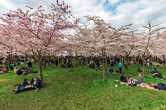 Amstelveen japanese garden picnic season