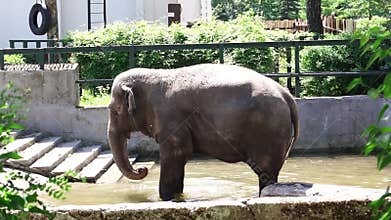 Elephant in the Kaliningrad Zoo