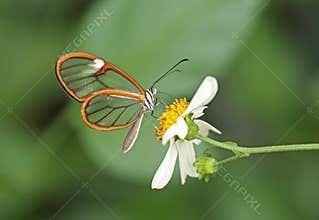 Glasswing Butterfly