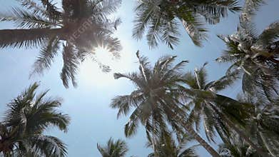 Panorama of the tops of palm trees