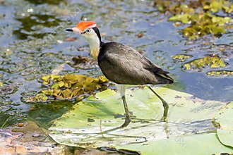 Beautiful Comb-crested Jacana on floating leaf, Kakadu Park, Australia
