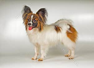 Papiglion - dog-butterfly