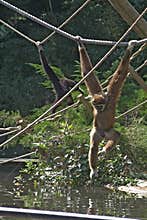 Gibbon apes playing