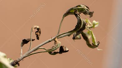 Erwinia amylovora bacterium that provoked the disease, bacterial burn of young shoots of the apple tree