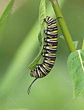 Monarch butterfly caterpillar