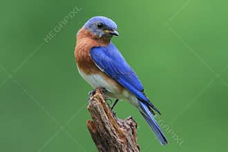 Bluebird On A Stump
