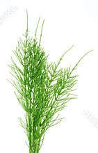 Herb horsetail