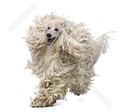 Front view of White Corded standard Poodle running