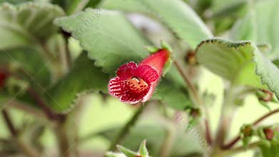 Kohleria flower blooming