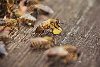 Nice picture of honeybees Honey Bee, Apis mellifera with collected pollen.