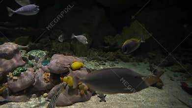 Aquarium with marine life.